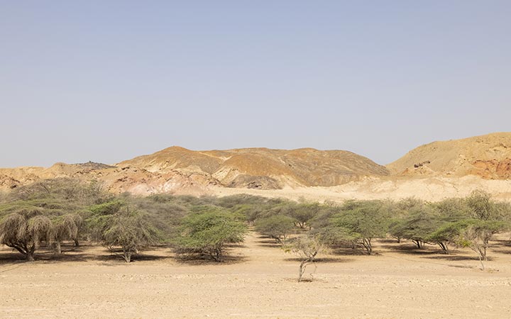 Sir Bani Yas ( Emirati Arabi)